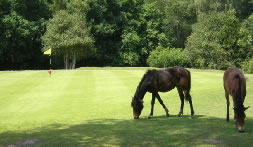 New Forest Golf Club