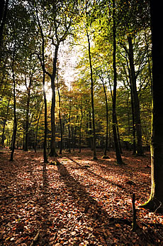 New Forest - trees